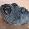 Катюха