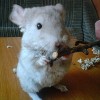 Какао
