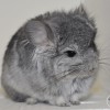 29 Стар Тионвиль
