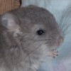 Лучик
