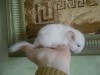 3 недели