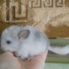 Локли