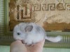 3 недели