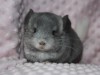 1 мес. 4 дня.