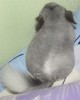 2 мес