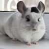Мигель