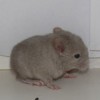 Ванифантий