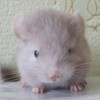 Скай