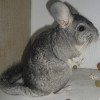 Кекс