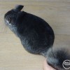 Ландау