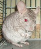 7 мес