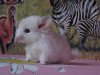 2 недельки