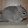 Камилла