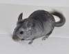 5 мес