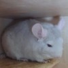 Марика