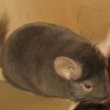 Карина