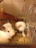 Под чутким присмотром