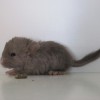 Какао