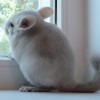 Ласка