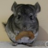 Руки