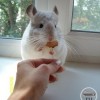 Анфиса