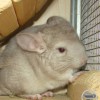 Клайд