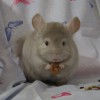 Шон