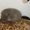 Камила