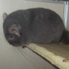 Петрик