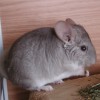 Каома