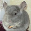 Патрик