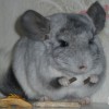 Амарис