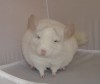 5 мес