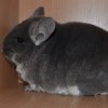 Скай