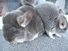 Скай с сыном Амурчиком