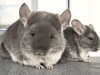 Скай с сыном Амурчиком
