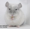 5,5 мес