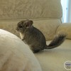 Мишель
