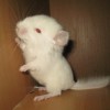 Паннакотта