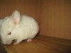1,5 месяца