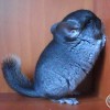 Май