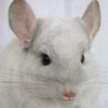 Лола