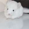 Розария