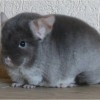 Джинджер