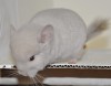 2 мес