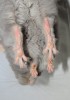 5,5 мес