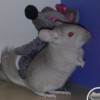 Егоза