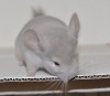 2 мес
