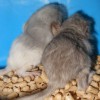 УфаЧин Инфинити
