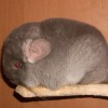 Калина 